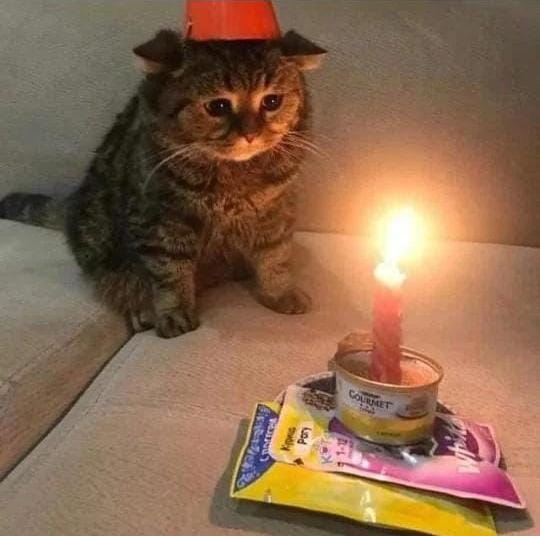 Silly Cat